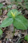 Yellow trillium